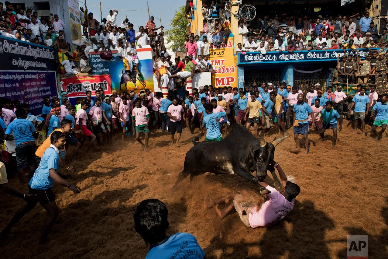 In this Feb. 10, 2017 photo, a bull faces a crowd during a traditional bull-taming festival called Jallikattu, in the village of Allanganallur, near Madurai, Tamil Nadu state, India. For animal rights activists, who petitioned Indian courts to have it banned, Jallikattu is incredibly cruel to the bulls. The say the animals have chili powder rubbed into their eyes and have their tails broken as tamers try and ride them. The locals say the claims of animal cruelty are exaggerated and the bulls that run in the Jallikattu ritual actually have a better life than the bulls that spend their lives working on the land. (AP Photo/Bernat Armangue)