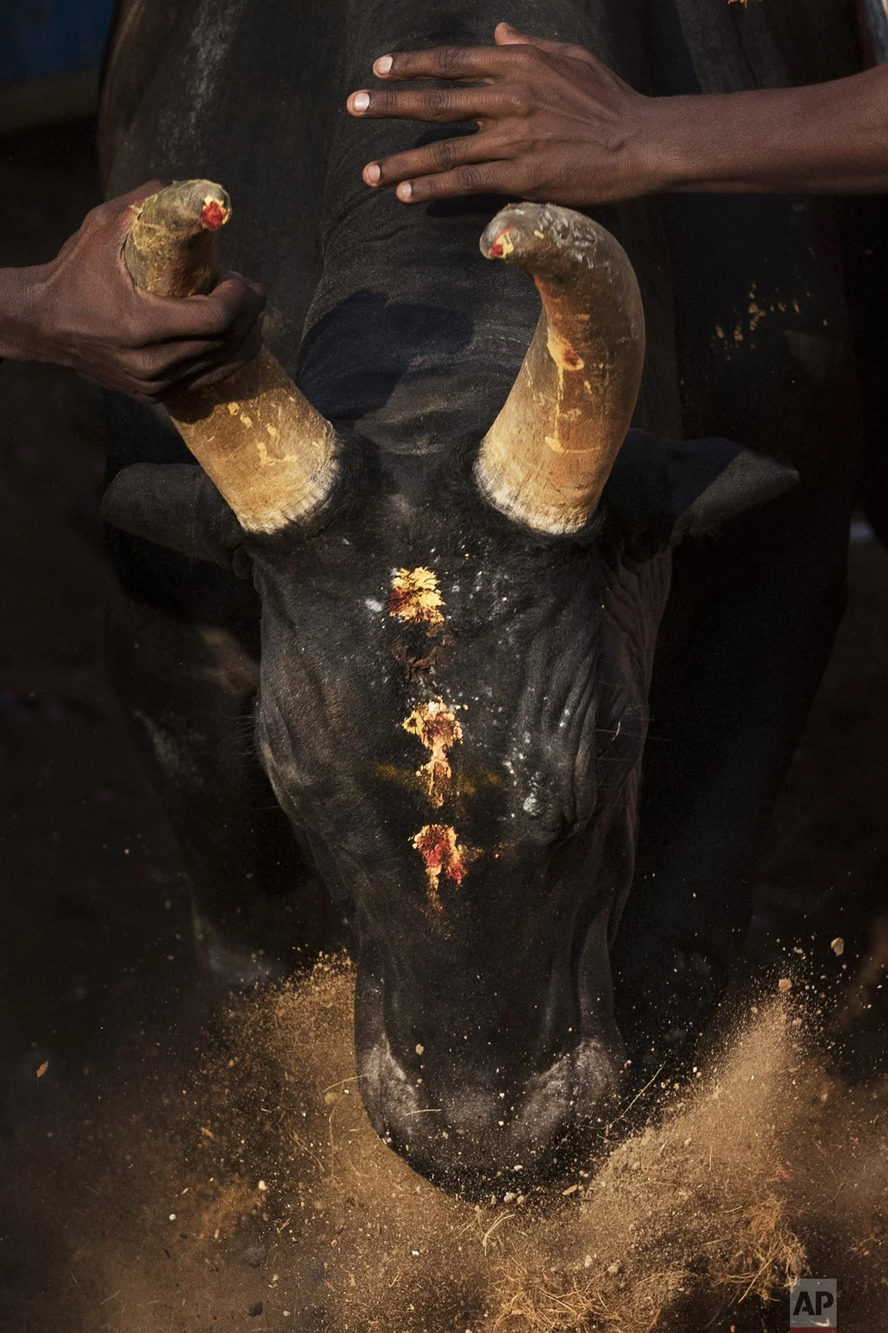 In this Feb. 10, 2017 photo, a bull runs into the arena during a traditional bull-taming festival called Jallikattu, in the village of Allanganallur, near Madurai, Tamil Nadu state, India. If the tamers can control the animal, they win. If a bull can't be tamed, the prize, everything from pots and pans to flat-screen TVs and even small cars, goes to its owner. (AP Photo/Bernat Armangue)