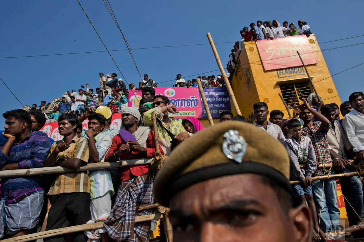 In this Feb. 9, 2017 photo, Indian crowds attend a traditional bull-taming festival called Jallikattu, in the village of Palamedu, near Madurai, Tamil Nadu state, India. For two years Jallikattu, a deeply-held religious ritual, had been banned in Tamil Nadu on orders of India's Supreme Court. The tradition, the court said inflicted cruelty upon the animals. (AP Photo/Bernat Armangue)