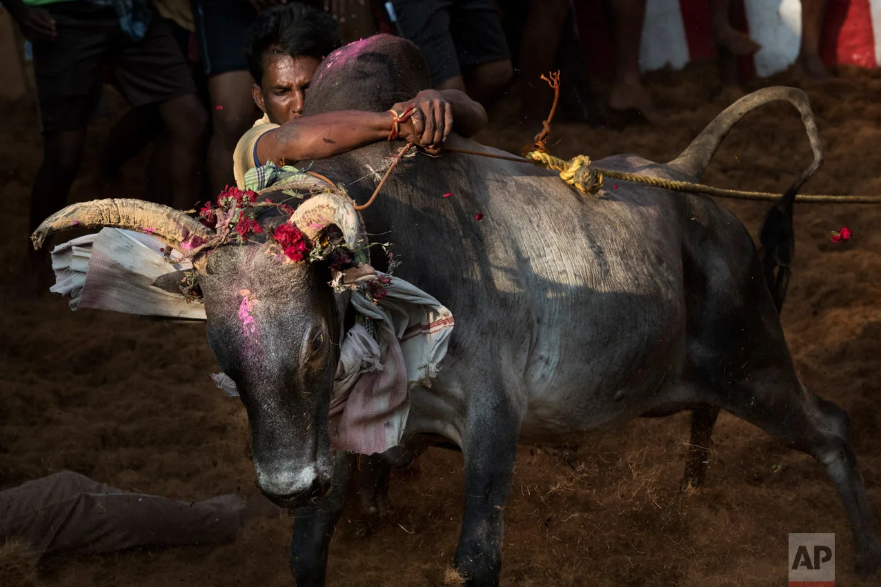 In this Feb. 10, 2017 photo, a tamer tries to control a bull during the Jallikattu festival, in the village of Allanganallur, near Madurai, Tamil Nadu state, India. One by one the bulls are led to a small shack at one end of the packed arena and the back door is shut. The bull runs out into the crowds as spectators cheer loudly and commentary on the bull run plays loudly over a microphone. (AP Photo/Bernat Armangue)