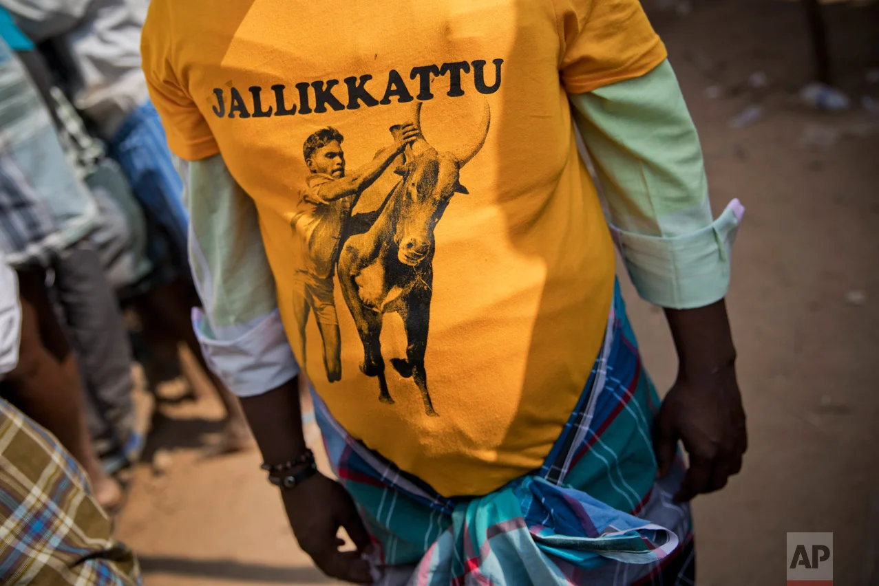 In this Feb. 10, 2017 photo, a Jallikattu supporter attends the traditional bull-taming festival in the village of Allanganallur, near Madurai, Tamil Nadu state, India. In January, tens of thousands of people sat in peaceful protest on Marina beach in Chennai, the state capital of Tamil Nadu demanding that the event be allowed. Across the state, tens of thousands of others, including leading movie stars and sports people, joined the protest. (AP Photo/Bernat Armangue)