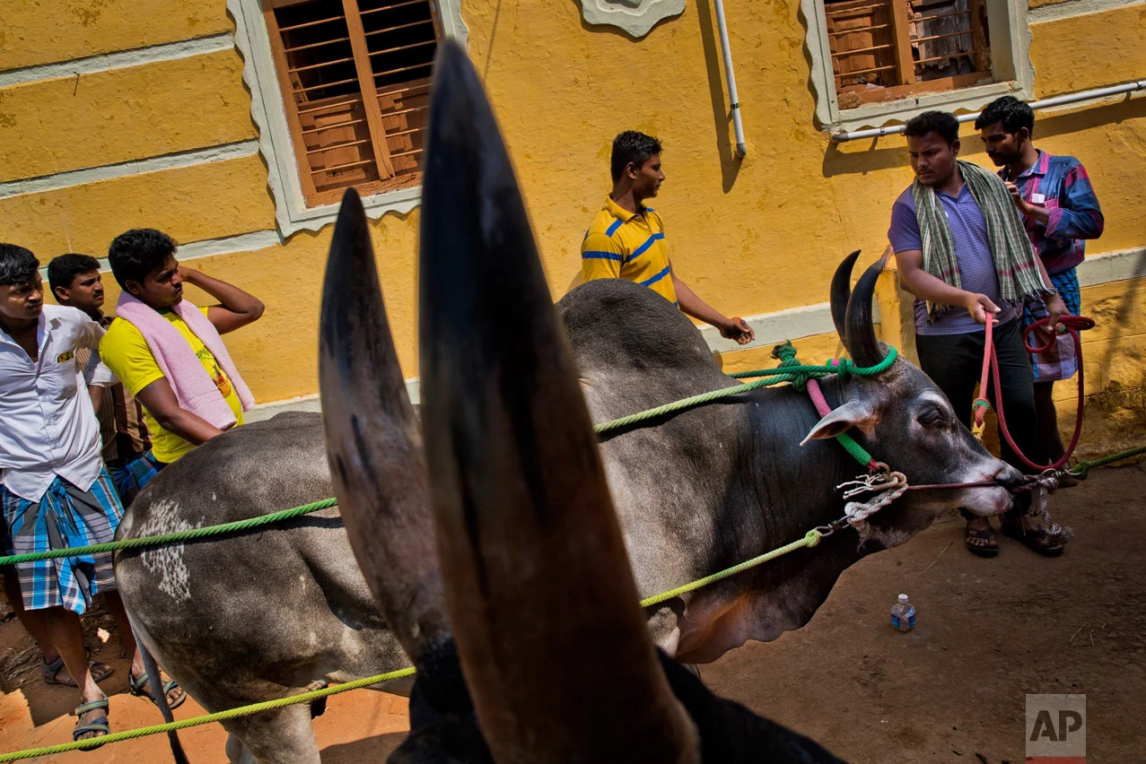 In this Feb. 10, 2017 photo, bulls wait for a vet inspection during the traditional bull-taming festival in the village of Allanganallur, near Madurai, Tamil Nadu state, India. For two years Jallikattu, a bull-taming tradition had been banned in Tamil Nadu on orders of India's Supreme Court. The tradition, the court said, inflicted cruelty upon the animals. This year, Jallikattu returned to Tamil Nadu late January after protesters forced the government to rush new legislation exempting it from animal cruelty laws. And so the revelry returned to Alanganallur village in Madurai district, one of the main areas where the tradition plays out. (AP Photo/Bernat Armangue)