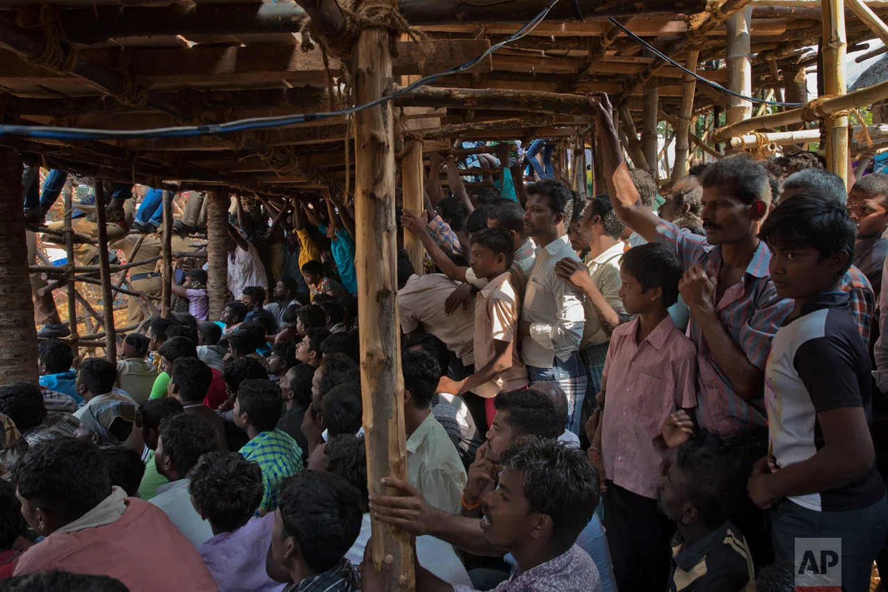 In this Feb. 9, 2017 photo, Indians attend a traditional bull-taming festival called Jallikattu, in the village of Palamedu, near Madurai, Tamil Nadu state, India. This year, Jallikattu returned to Tamil Nadu late January after protesters forced the government to rush new legislation exempting it from animal cruelty laws. (AP Photo/Bernat Armangue)