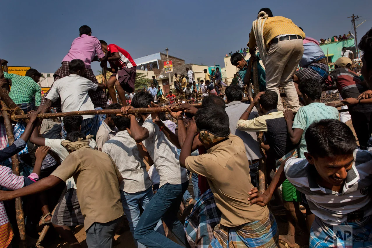 In this Feb. 9, 2017 photo, revelers run away from a bull, not seen, during a traditional bull-taming festival called Jallikattu, in the village of Palamedu, near Madurai, Tamil Nadu state, India. This year, Jallikattu returned to Tamil Nadu late January after protesters forced the government to rush new legislation exempting it from animal cruelty laws. (AP Photo/Bernat Armangue)