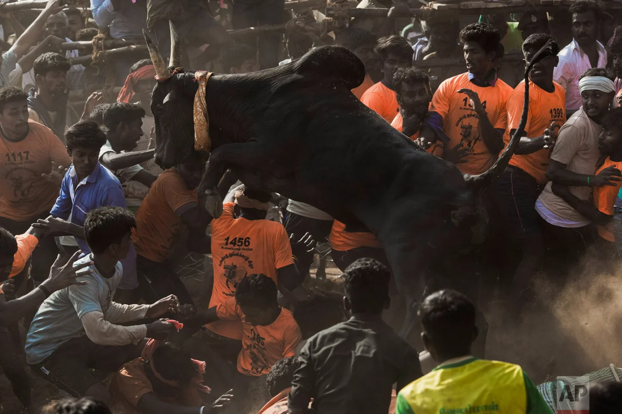 In this Feb. 9, 2017 photo, revelers run away from a bull, not seen, during a traditional bull-taming festival called Jallikattu, in the village of Palamedu, near Madurai, Tamil Nadu state, India. This year, Jallikattu returned to Tamil Nadu late January after protesters forced the government to rush new legislation exempting it from animal cruelty laws. (AP Photo/Bernat Armangue)