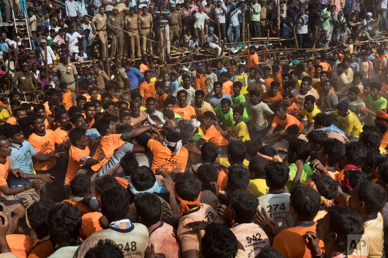 In this Feb. 9, 2017 photo, tamers try to control a bull during a traditional bull-taming festival called Jallikattu, in the village of Palademu, near Madurai, Tamil Nadu state, India. One by one the bulls are led from a pen to a small corridor leading into the packed arena and the back door is shut. The bull runs out into the crowds as spectators cheer loudly and a commentary on the bull run plays loudly over a microphone. If the tamers can control the angry, panicking animal they win. If a bull can't be tamed, the prize, everything from pots and pans to flat-screen TVs and even small cars, goes to its owner. (AP Photo/Bernat Armangue)
