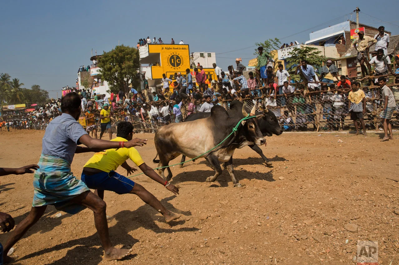 In this Feb. 9, 2017 photo, bulls run through the arena during a traditional bull-taming festival called Jallikattu, in the village of Palademu, near Madurai, Tamil Nadu state, India. For two years Jallikattu, a bull-taming tradition had been banned in Tamil Nadu on orders of India's Supreme Court. (AP Photo/Bernat Armangue)