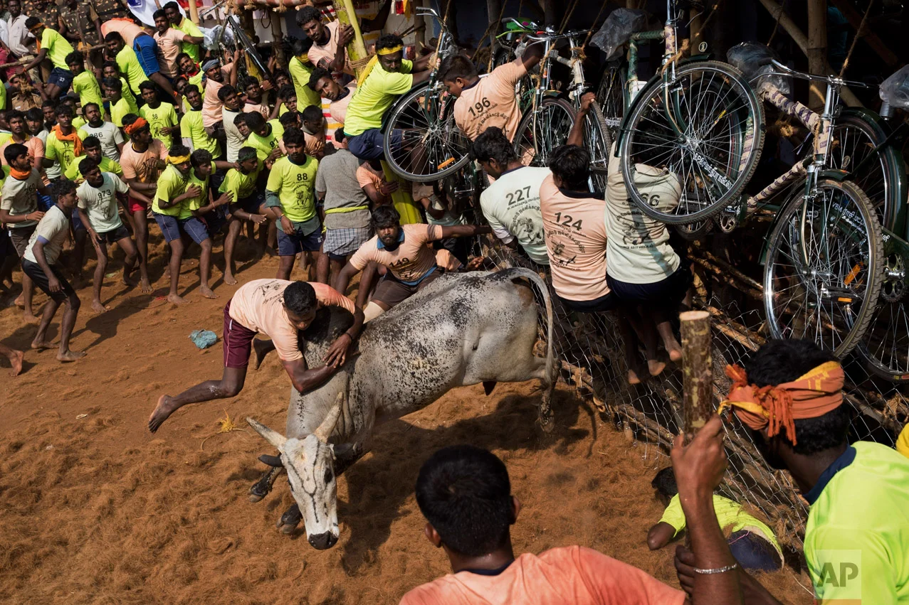 In this Feb. 9, 2017 photo, tamers try to control a bull during a traditional bull-taming festival called Jallikattu, in the village of Palademu, near Madurai, Tamil Nadu state, India. (AP Photo/Bernat Armangue)
