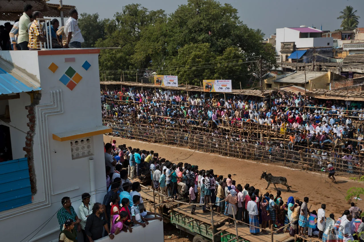 In this Feb. 9, 2017 photo, Indians attend a traditional bull-taming festival called Jallikattu, in the village of Palamedu, near Madurai, Tamil Nadu state, India. For two years Jallikattu, a deeply-held religious ritual, had been banned in Tamil Nadu on orders of India's Supreme Court. The tradition, the court said inflicted cruelty upon the animals. (AP Photo/Bernat Armangue)