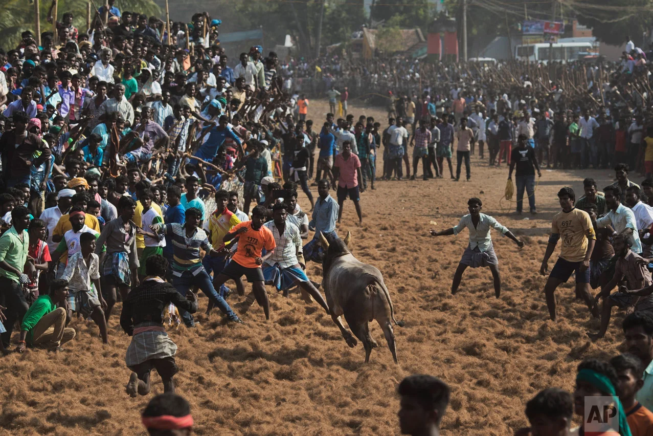In this Feb. 9, 2017 photo, a bull faces a crowd during a traditional bull-taming festival called Jallikattu, in the village of Palamedu, near Madurai, Tamil Nadu state, India. For two years Jallikattu, a deeply-held religious ritual, had been banned in Tamil Nadu on orders of India's Supreme Court. The tradition, the court said inflicted cruelty upon the animals. (AP Photo/Bernat Armangue)