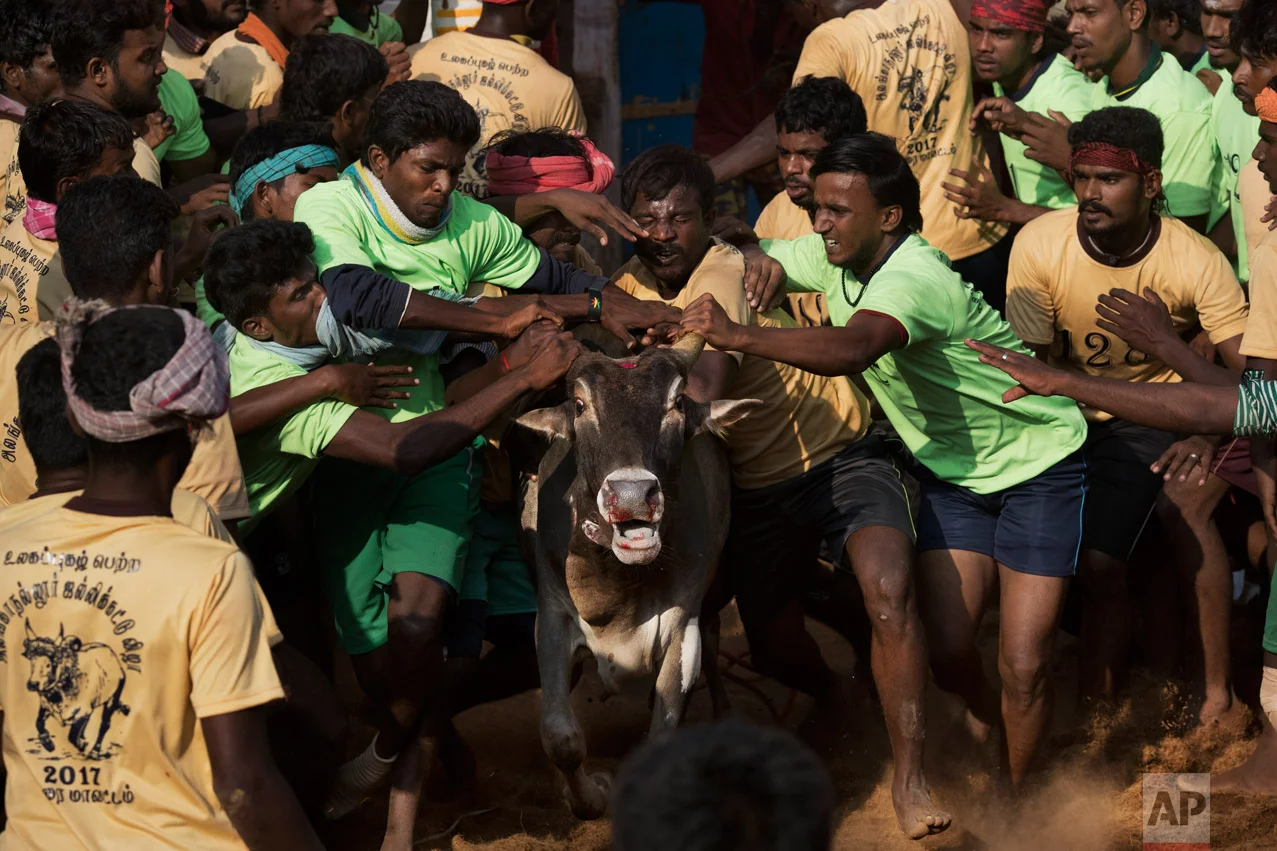 In this Feb. 10, 2017 photo, tamers try to control a bull as it runs during a traditional bull-taming festival called Jallikattu, in the village of Allanganallur, near Madurai, Tamil Nadu state, India. If the tamers can control the animal they win. If a bull can't be tamed, the prize, everything from pots and pans to flat-screen TVs and even small cars, goes to its owner. (AP Photo/Bernat Armangue)