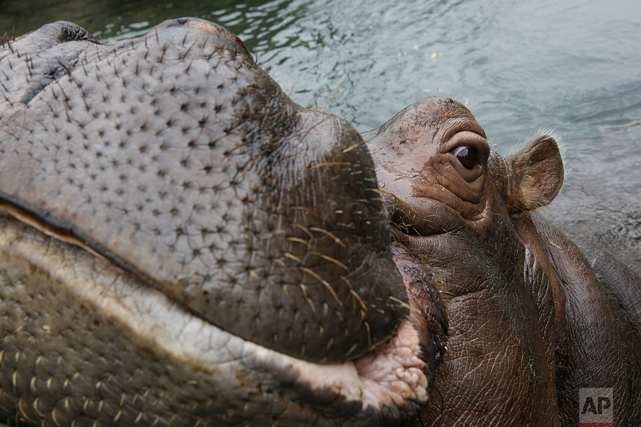  Bibi, a 17-year old pregnant Nile Hippo at the Cincinnati Zoo & Botanical Gardens, swims in her enclosure, Wednesday, Jan. 11, 2017, in Cincinnati. Dr. Jessye Wojtusik, a reproductive biologist with the Zoo, led her team to discover Bibi was pregnan