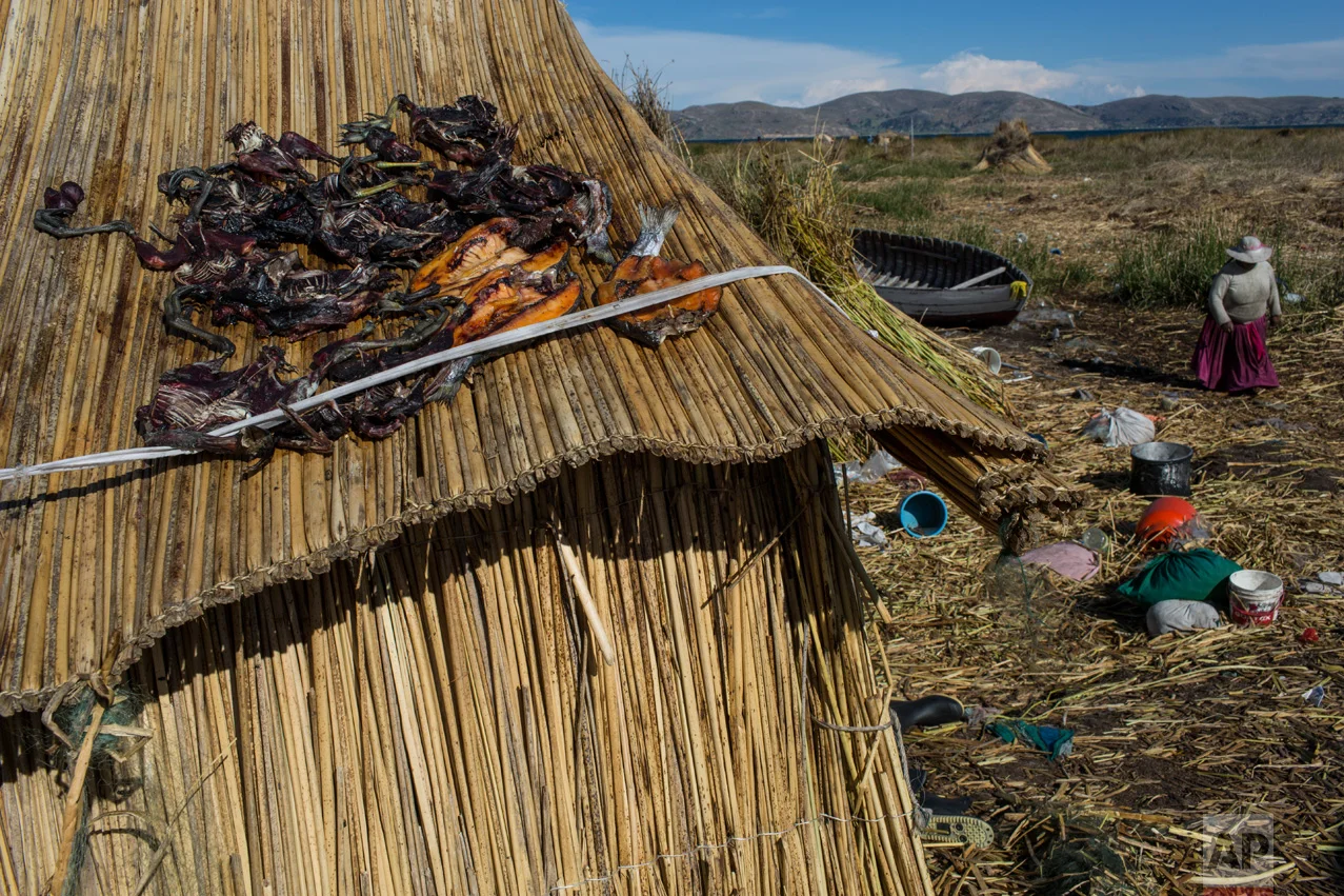In this Feb. 4, 2017 photo, trapped birds and caught trout lay out to dry on the thatched roof of a home in Kapi Cruz Grande, a village on the shore of Lake Titicaca in the Puno region of Peru. A government-sponsored study conducted in 2014 found mercury, cadmium, zinc and copper in four types of fish that form part of local population's diet at levels higher than those advised for human consumption. (AP Photo/Rodrigo Abd)