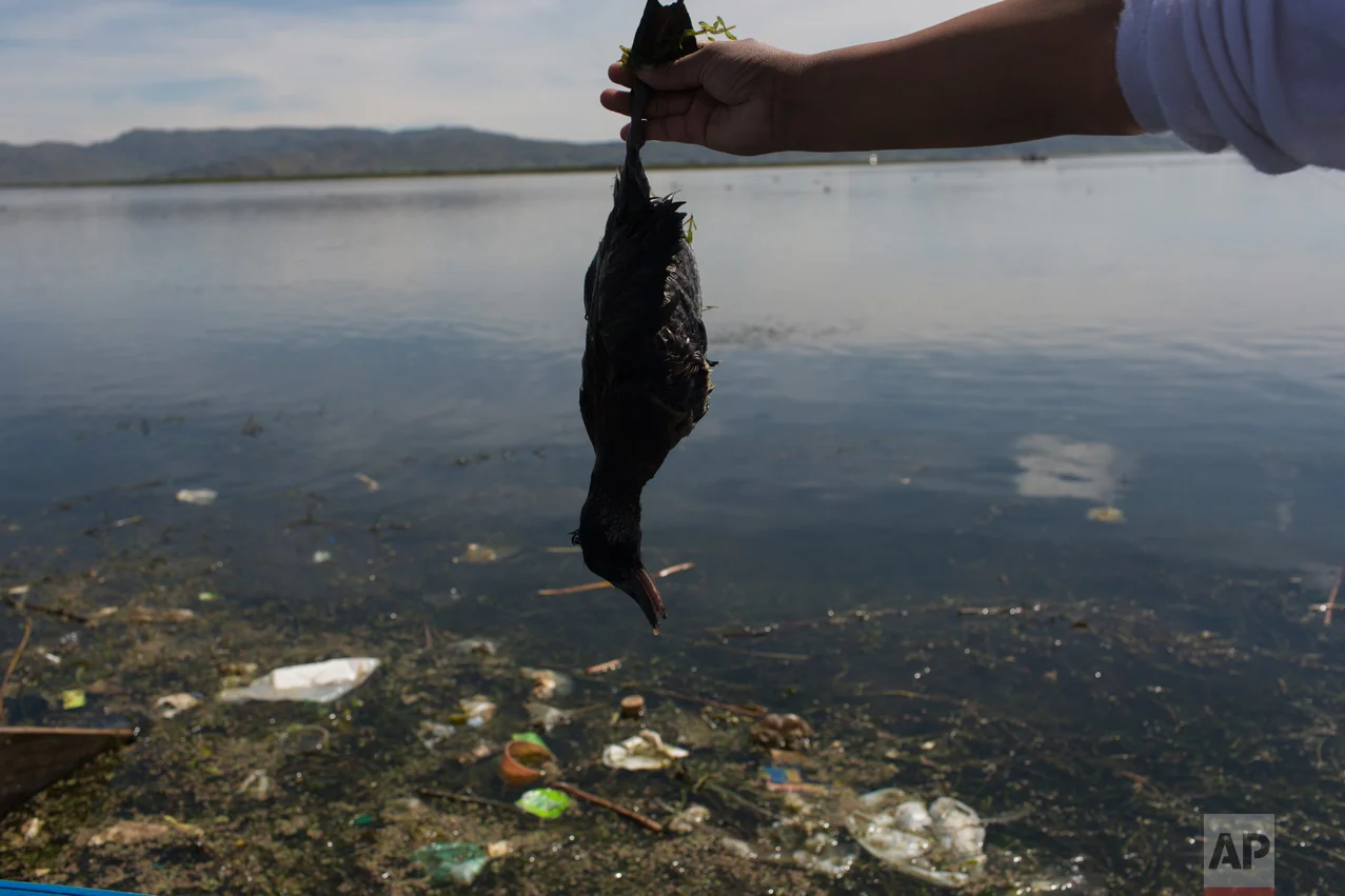 In this Feb. 4, 2017 photo, environmental activist Maruja Inquilla holds a dead bird called a "Choca," on the shore of Lake Titicaca, in Coata, in the Puno region of Peru. Untreated sewage water drains from two dozen nearby cities, and illegal gold mines high in the Andes dump up to 15 tons of mercury a year into a river leading to the lake. (AP Photo/Rodrigo Abd)