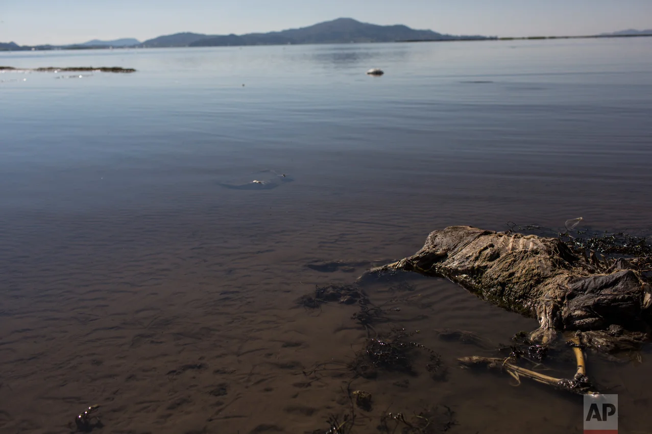 In this Feb.3, 2017 photo, a sheep's carcass lays on the shore of Lake Titicaca, Peru. According to environmental activists, villagers' cattle and crops are dying due to contamination. (AP Photo/Rodrigo Abd)