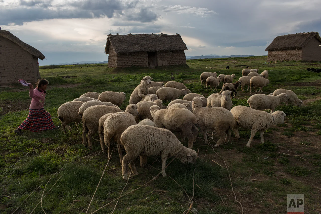 In this Feb. 3, 2017 photo, Maria Avila moves her flock of sheep in Coata, a small village on the shores of Lake Titicaca in the Puno region of Peru. Avila, the mother of a 4-year-old living in an adobe house, says she cannot bathe or drink the lake's water without getting severe diarrhea or red spots on her skin. (AP Photo/Rodrigo Abd)
