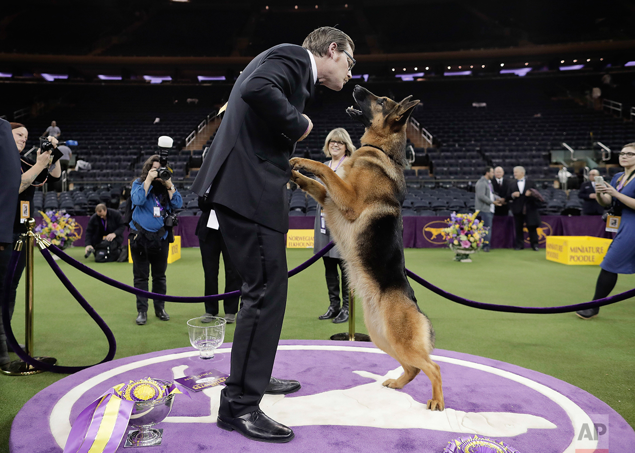  Rumor, a German shepherd, leaps to lick her handler and co-owner Kent Boyles on the face after winning Best in Show at the 141st Westminster Kennel Club Dog Show, early Wednesday, Feb. 15, 2017, in New York. (AP Photo/Julie Jacobson) 
