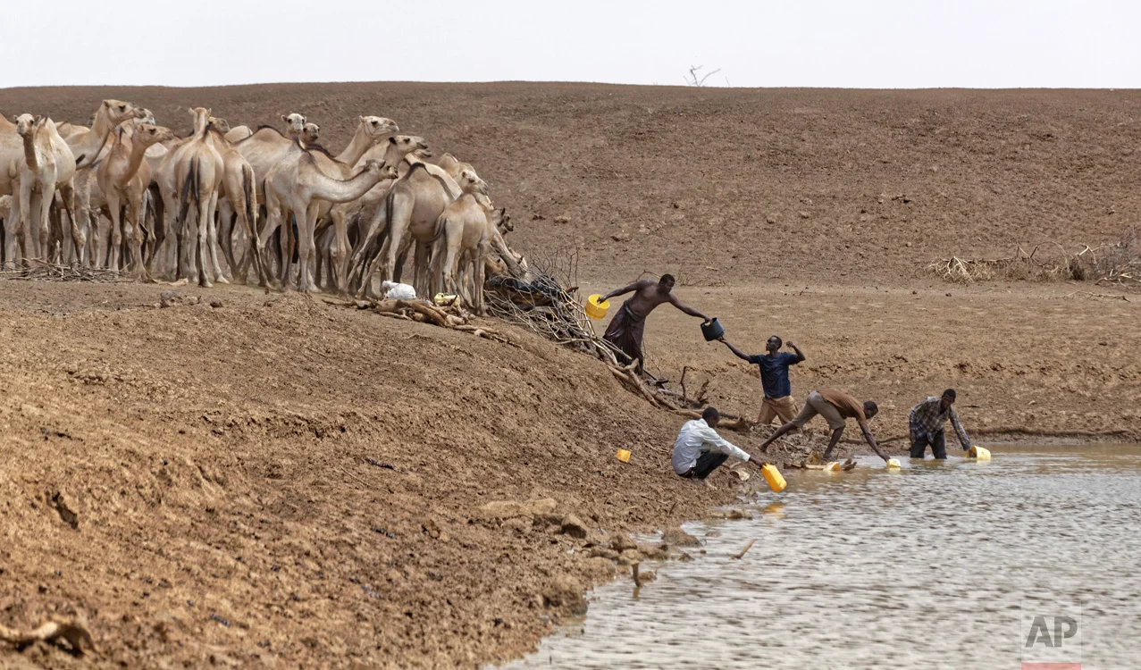 Camel herders scoop up water in plastic buckets from one of the few watering holes in the area, to water their animals near the drought-affected village of Bandarero, northern Kenya, near Moyale town on the Ethiopian border, Friday, March 3, 2017. The U.N. humanitarian chief, Stephen O'Brien, toured Bandarero on Friday and called on the international community to act to "avert the very worst of the effects of drought and to avert a famine to make sure we don't go from what is deep suffering to a catastrophe." (AP Photo/Ben Curtis)