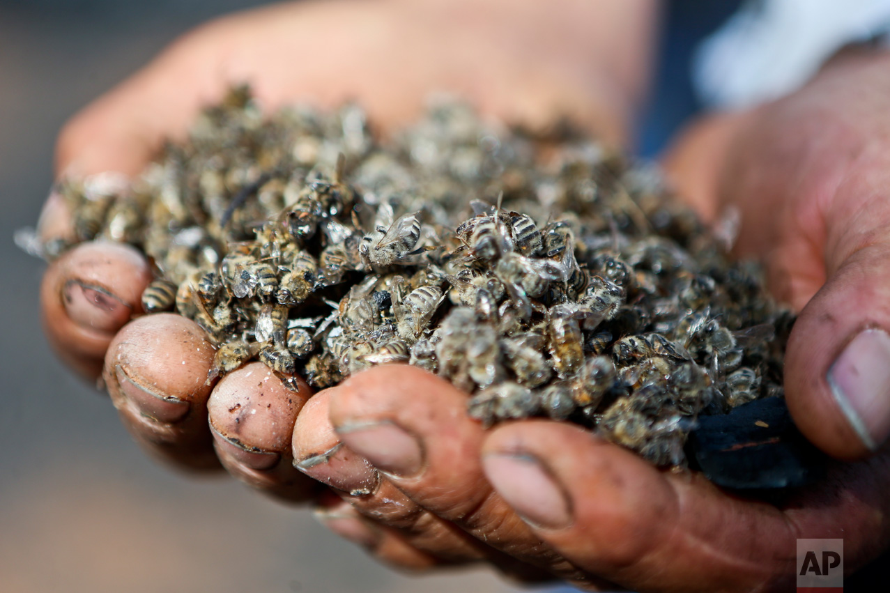  In this Wednesday, Feb. 1, 2017 photo, Eliazar Enriquez holds dead bees at his apiary affected by wildfires in Chile's Quebrada del Maule community. About 63 million bees died in the area and some 240 million bees are at high risk, said forestry eng