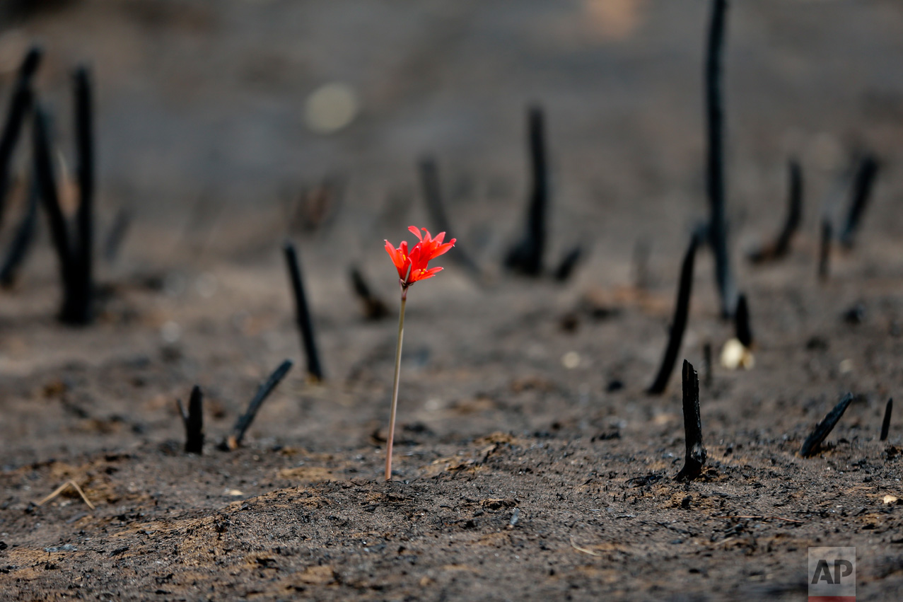 A flower shoots through a landscape razed by wildfires in Chile's Cauquenes community, Thursday, Feb. 2, 2017. The national forestry agency says Chile's raging wildfires have destroyed nearly 904,000 acres (366,000 hectares) since Jan. 15. (AP Photo/Esteban Felix)