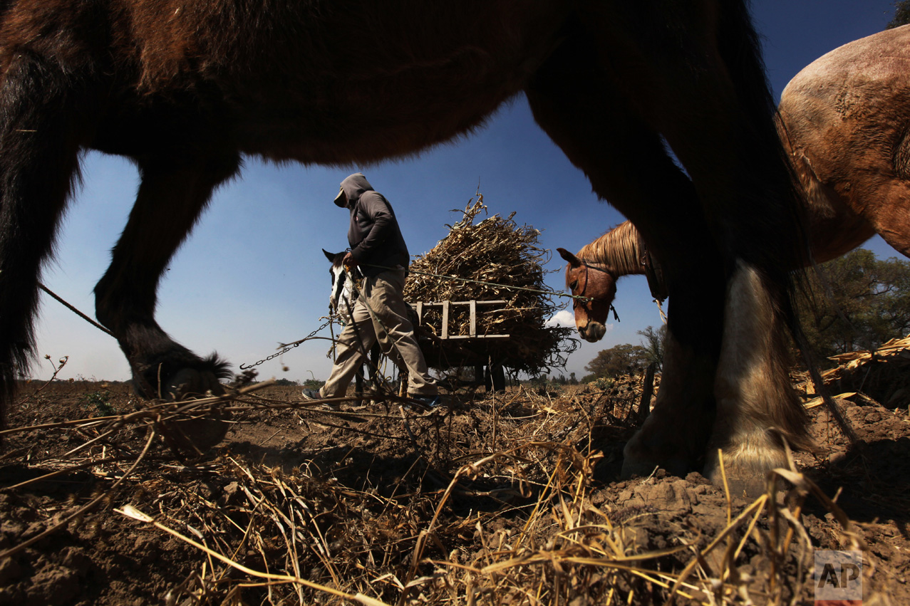  Eric Peralta loads stalks of harvested corn on his wagon in San Salvador Atenco, México, Wednesday, Feb. 1, 2017. Peralta's land is right next to Mexico City's future airport which is expected to be ready by mid-2020. (AP Photo/Marco Ugarte) 