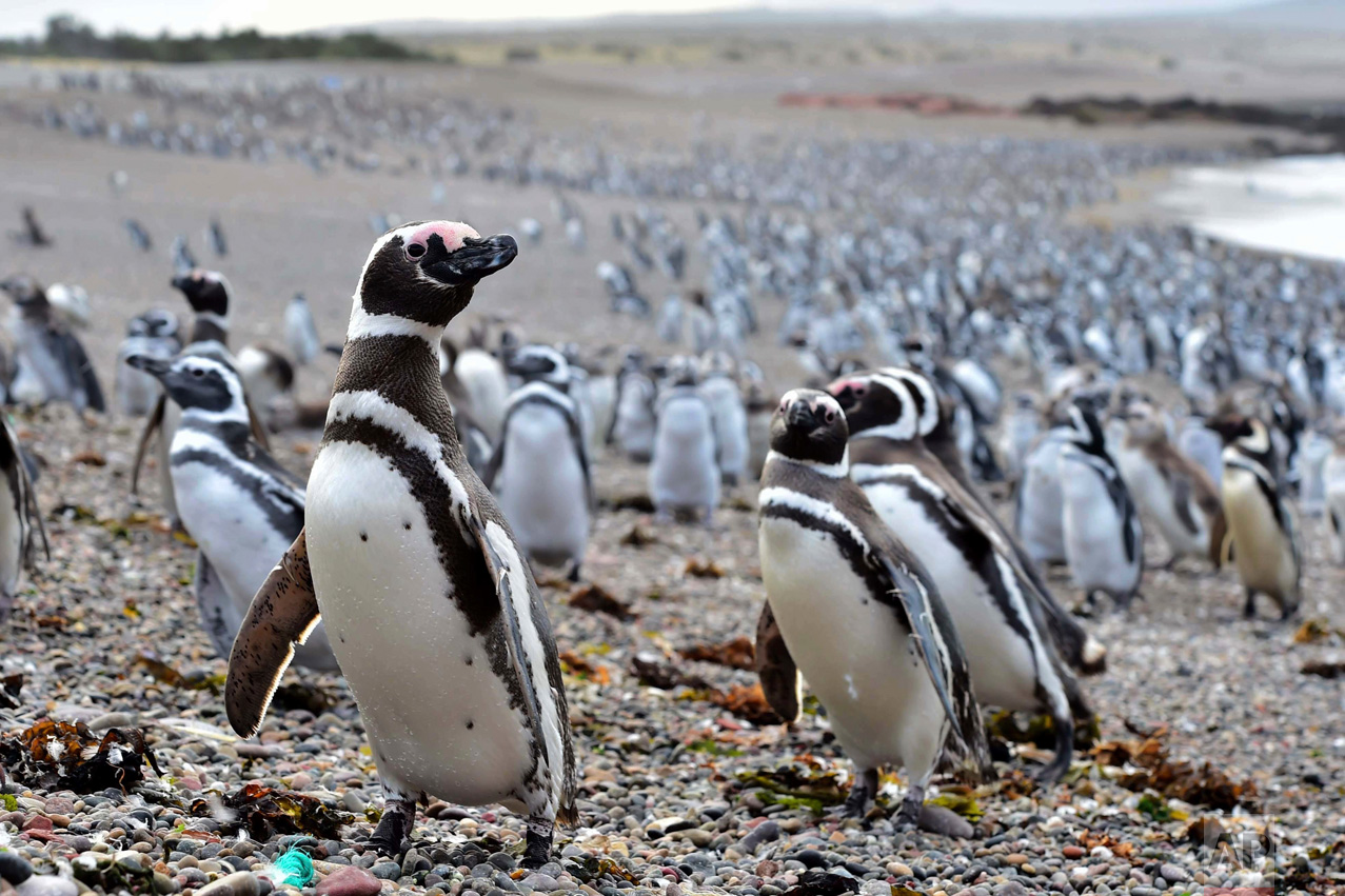  Penguins walk on a beach at Punta Tombo peninsula in Argentina's Patagonia, on Friday, Feb. 17, 2017. Drawn by an unusually abundant haul of sardines and anchovies, over a million penguins visited the peninsula during this years' breeding season, a 