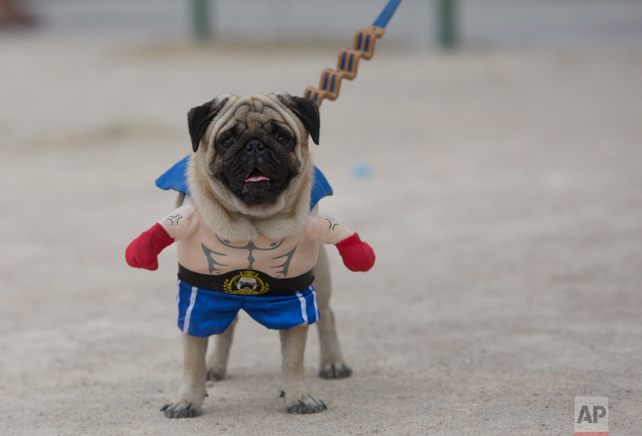 "Mike" dressed in a boxer costume, takes part in the "Blocao" dog carnival parade in Rio de Janeiro, Brazil, Saturday, Feb. 25, 2017. Carnival goes to the dogs as pet owners take to the streets for their own party, with their four-legged friends in ornate costumes. (AP Photo/Silvia Izquierdo)