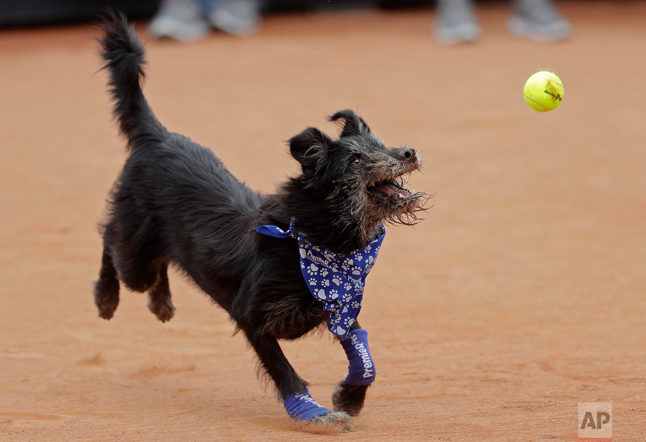 A shelter dog specially trained as a ball-retriever eyes a tennis ball during an exhibition event at the Brazil Open tournament in Sao Paulo, Brazil, Saturday, March 4, 2017. Wearing blue bandanas around their necks, specially trained shelter dogs showed off their talents shortly before Joao Sousa of Portugal met Spain's Albert Ramos-Vinolas in the day's first semifinal match. (AP Photo/Andre Penner)