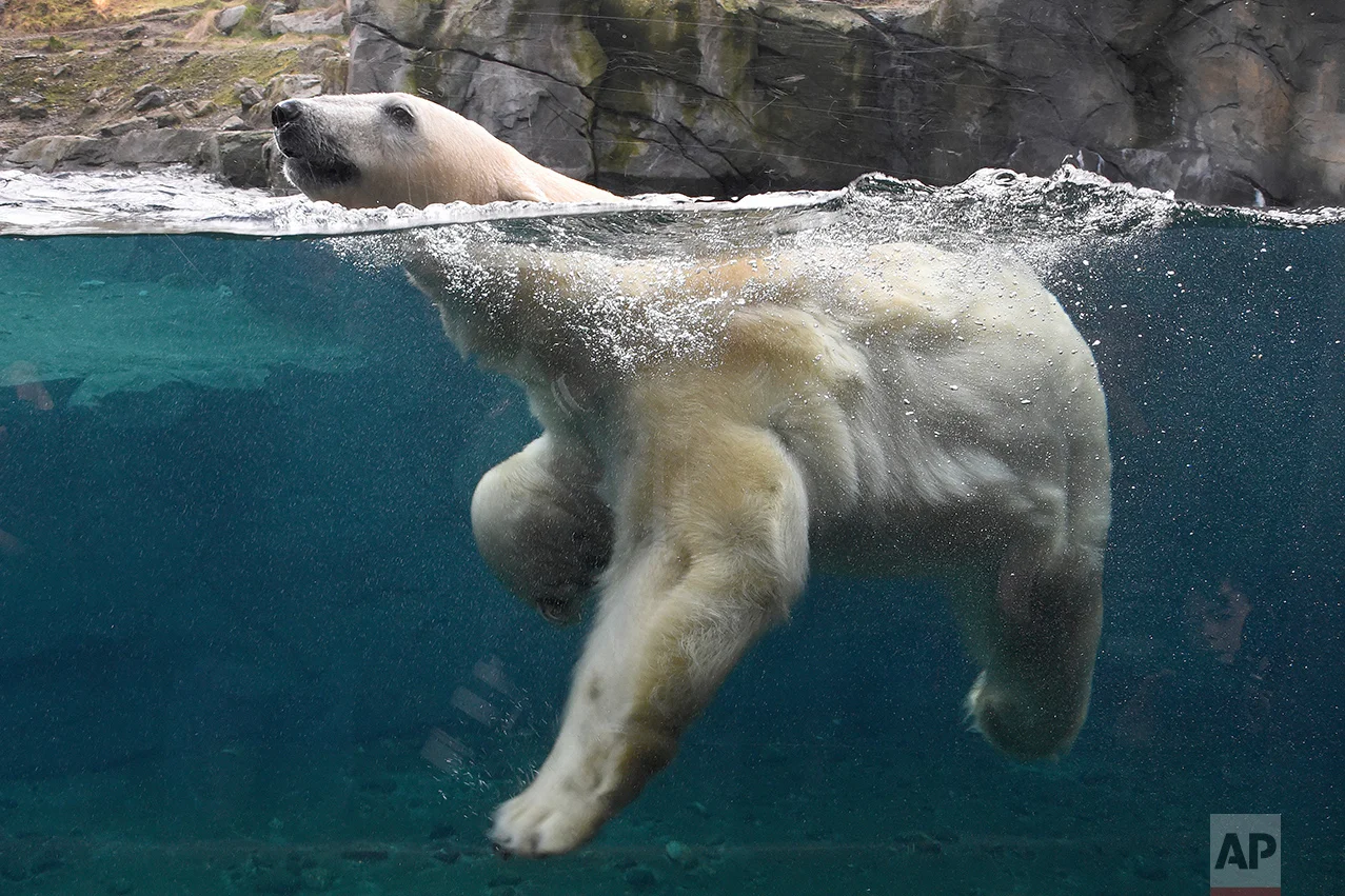 Germany Polar Bear