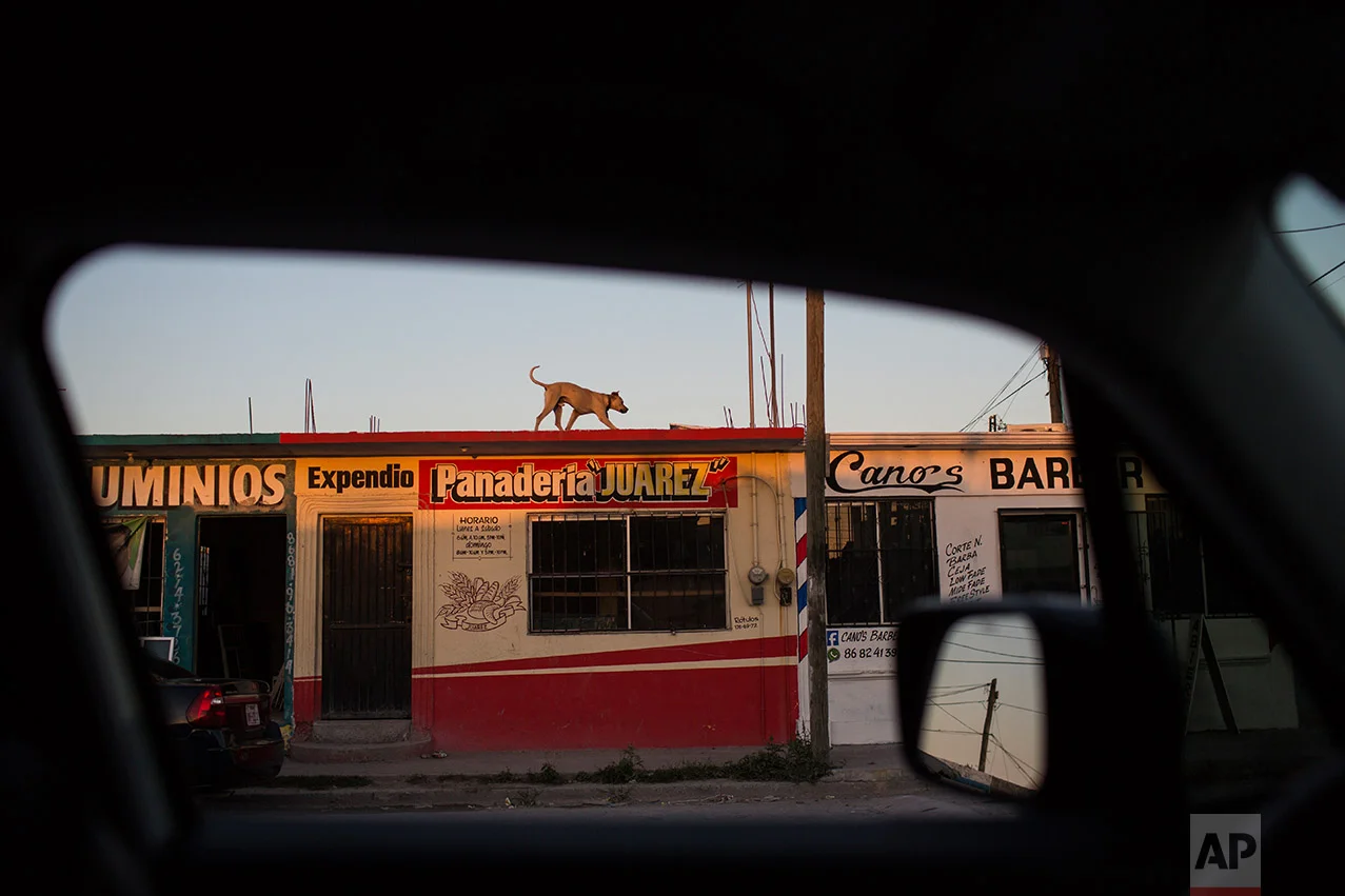 A dog pulls security on the roof of a house in Matamoros, Tamaulipas, Mexico, Wednesday, March, 22, 2017. (AP Photo/Rodrigo Abd)