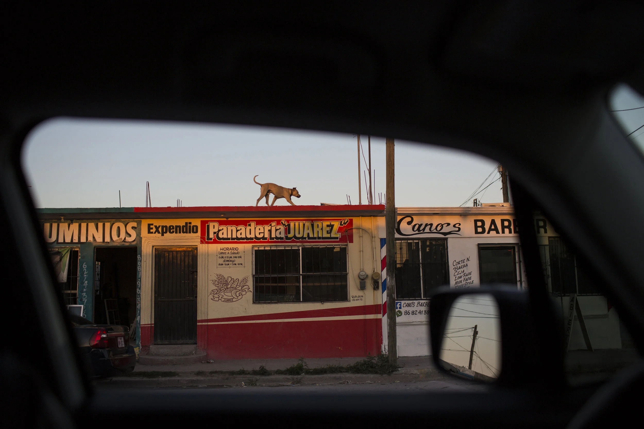 A guard dog paces the roof of a bakery in Matamoros, Tamaulipas state, Mexico, Wednesday, March, 22, 2017, across the border from Brownsville, Texas. (AP Photo/Rodrigo Abd)