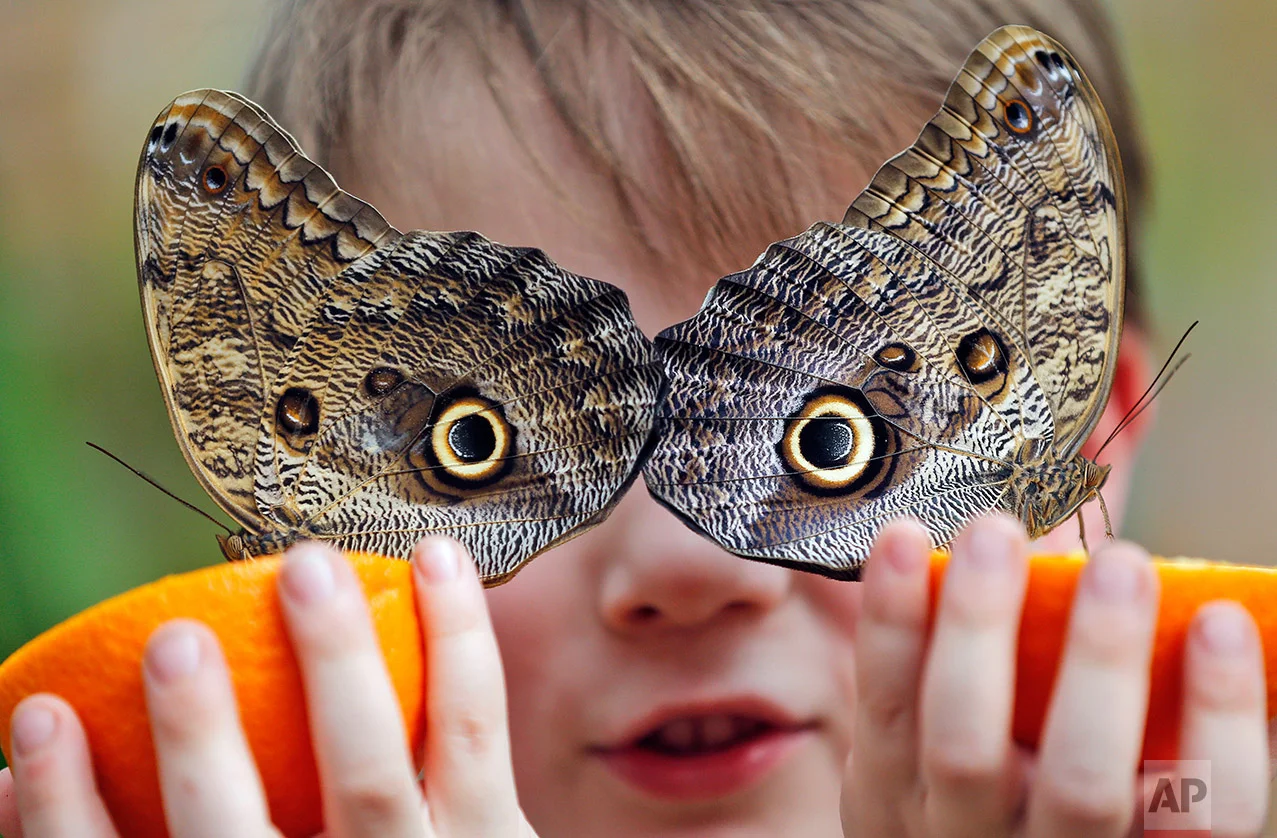 Britain Butterfly Exhibition