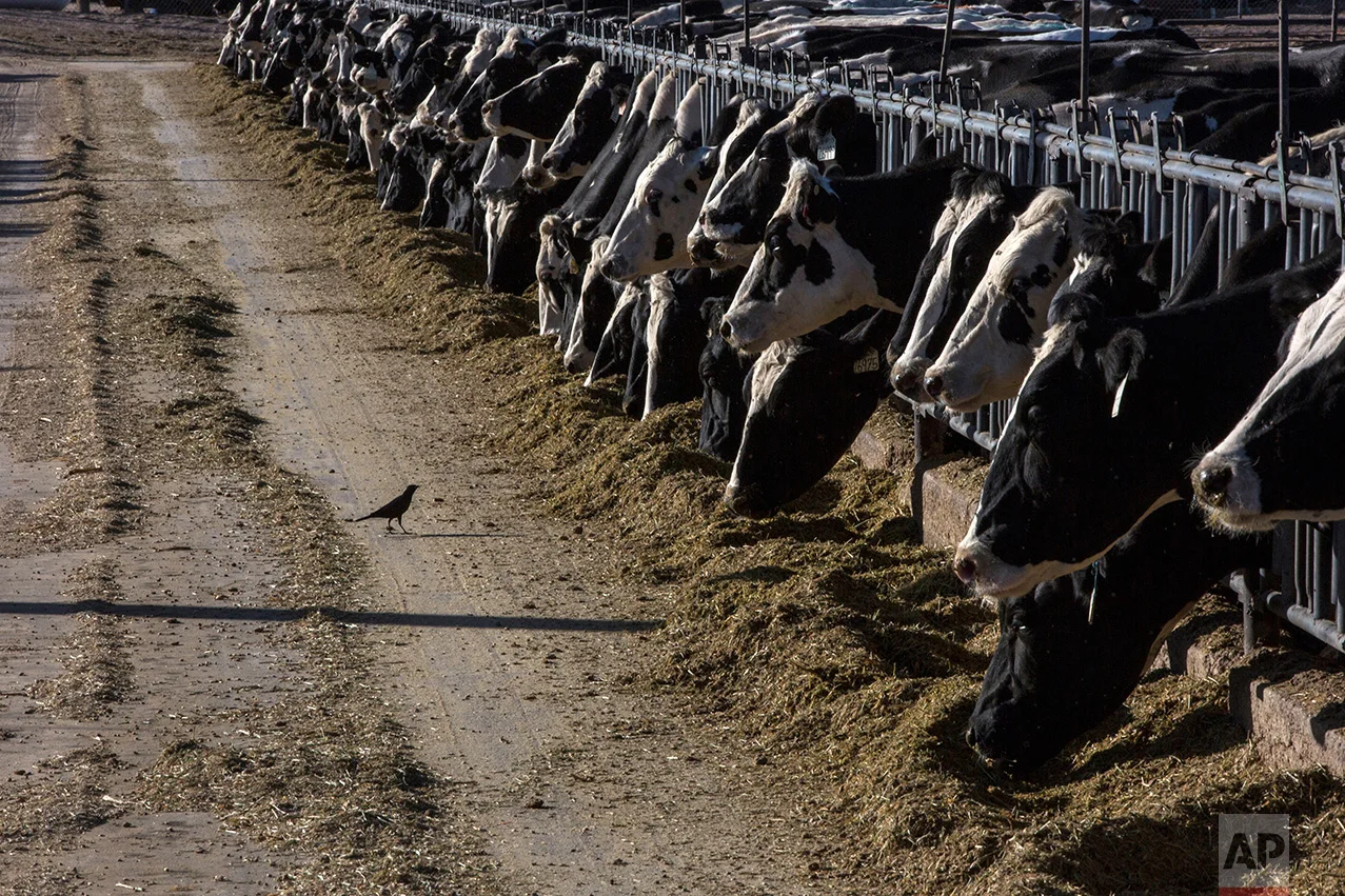 Dairy cattle feed at a farm near Vado, New Mexico, Friday, March 31, 2017. (AP Photo/Rodrigo Abd)