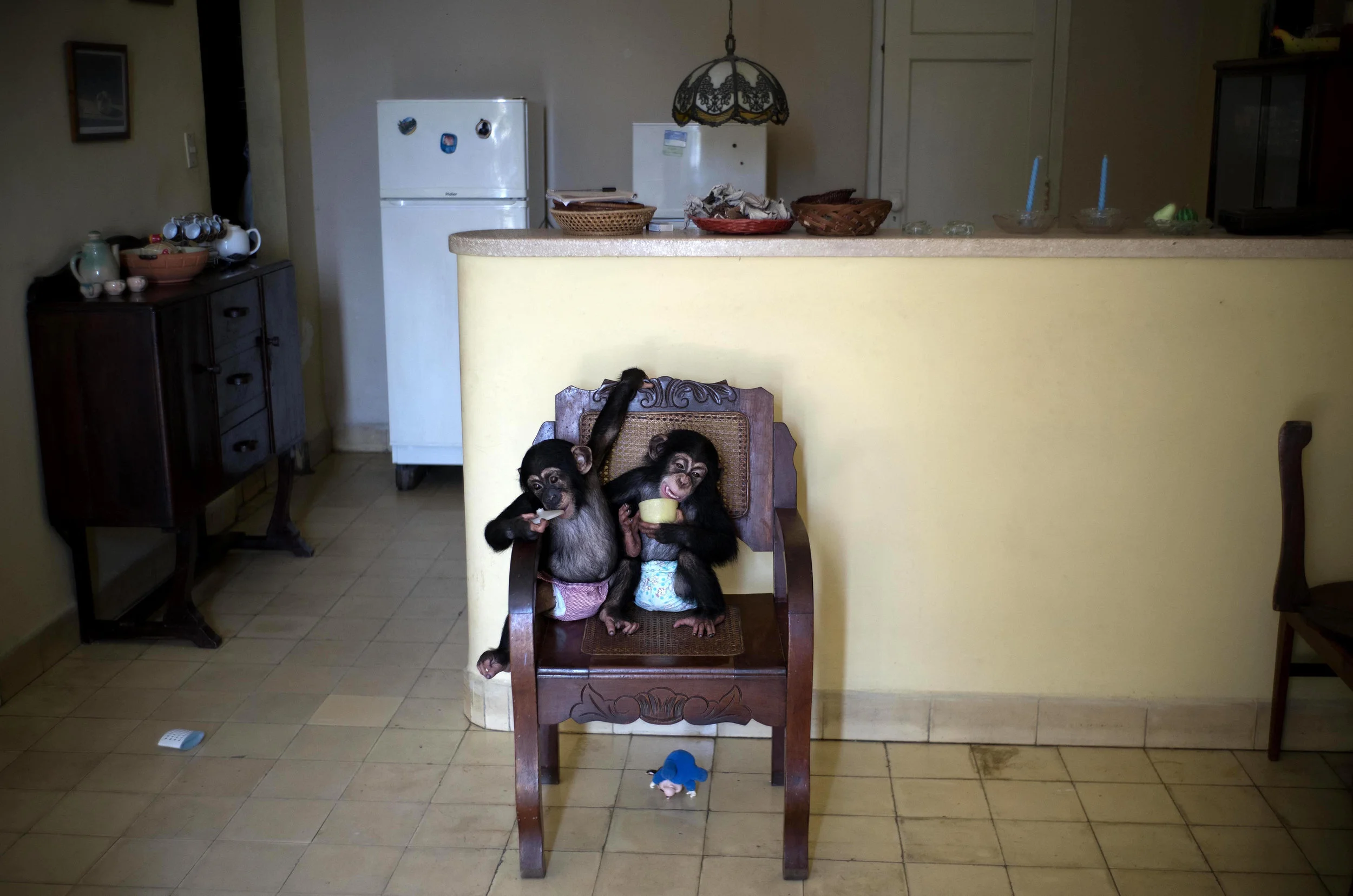 In this April 4, 2017 photo, baby chimpanzee Anuma II, left, and Ada rest in a chair at zoologist Marta Llanes' apartment in Havana, Cuba. Llanes' apartment looks like any that's home to two infants, albeit infants able to scramble up chairs, tables and virtually any other object with already-strong arms and legs and feet with opposable thumbs. (AP Photo/Ramon Espinosa)