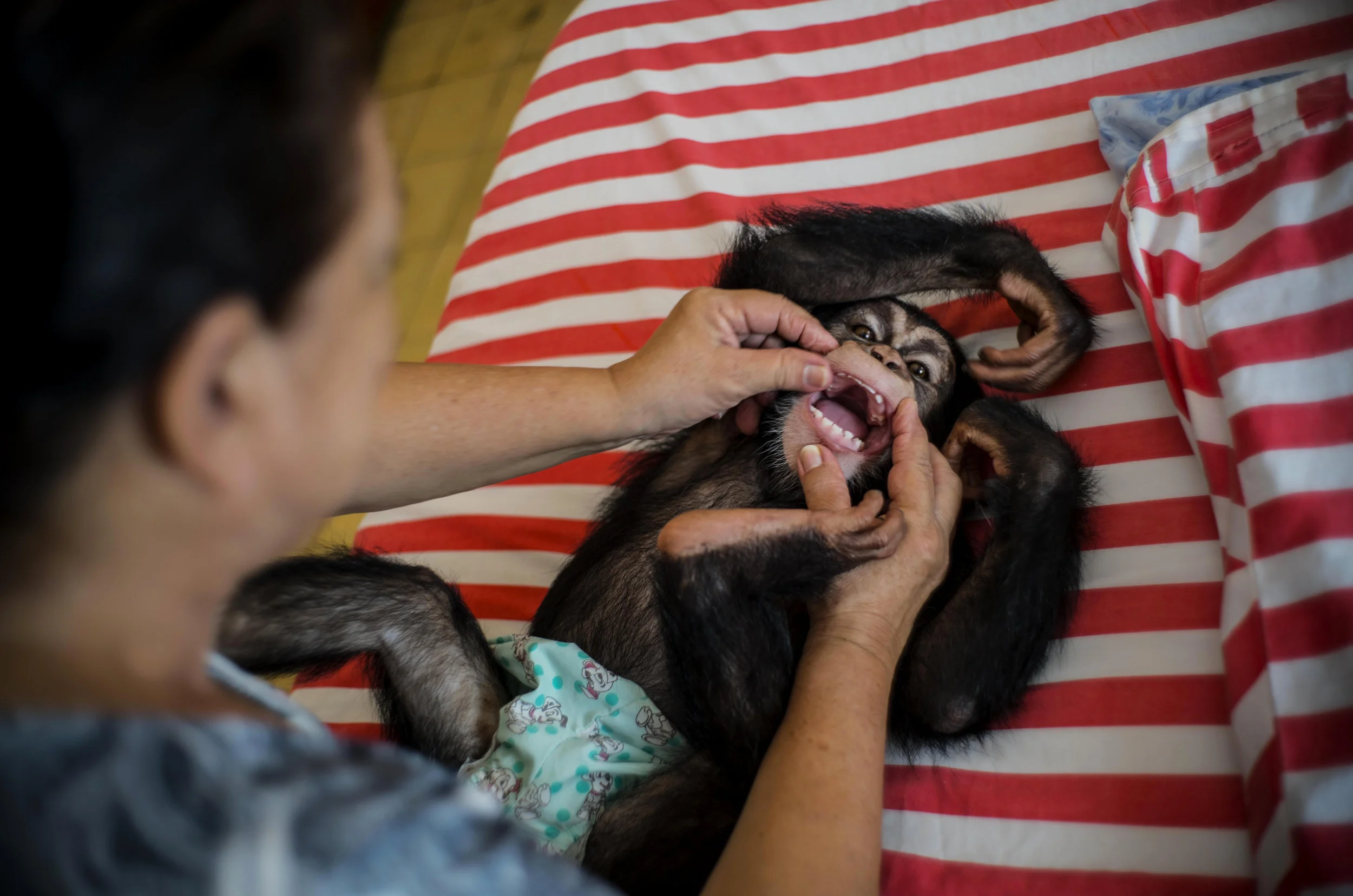 In this April 4, 2017 photo, zoologist Marta Llanes plays with baby chimpanzee Ada, at her apartment in Havana, Cuba. Ada, the female, is 13 months old, Anuma, the male, 15. Both wear diapers. While zoos in other countries may have specialized facilities for raising baby animals, in Cuba the job falls to Llanes, a 62-year-old zoologist who has cared for 10 baby chimps in her central Havana apartment since she started working at the city zoo in 1983. (AP Photo/Ramon Espinosa)