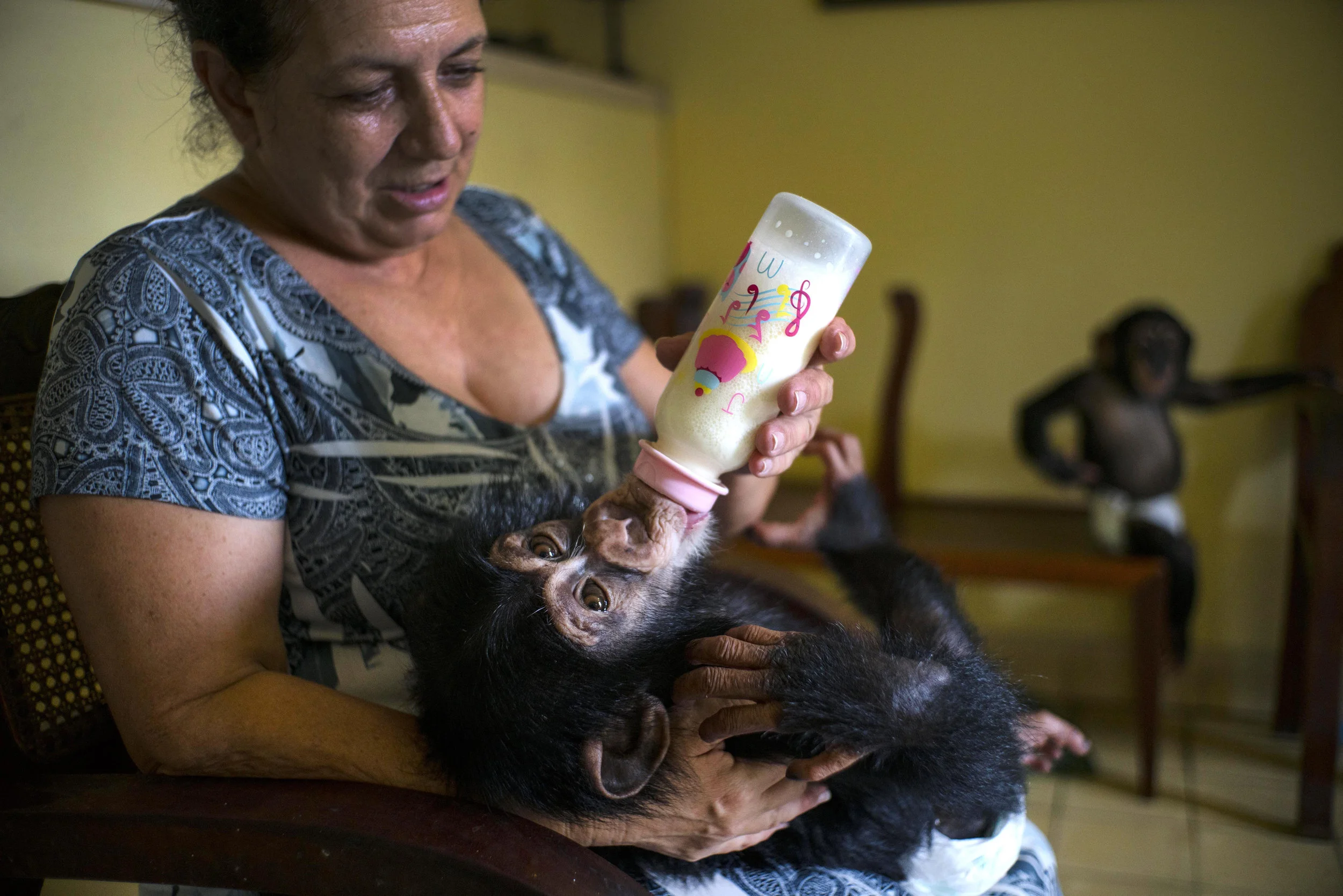 In this April 4, 2017 photo, zoologist Marta Llanes feeds Ada, a baby chimpanzee, while baby chimpanzee Anuma II, right, looks on, in Llanes's apartment in Havana, Cuba. Over the last year Ada and Aduma have broken Marta Llanes' television and computer key board, chewed her telephone to pieces and ruined much of her furniture. (AP Photo/Ramon Espinosa)