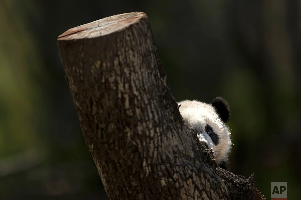 Spain Panda