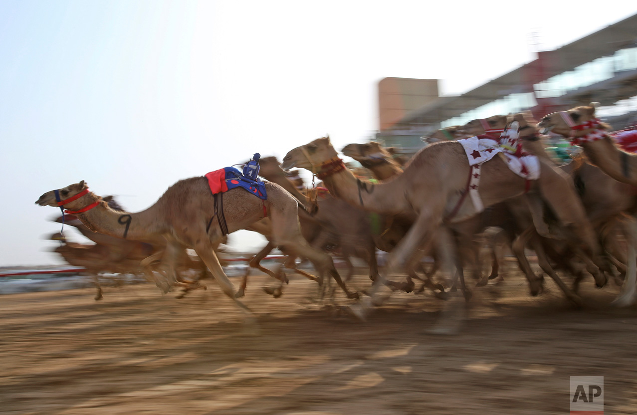 In this Saturday, April 8, 2017 photo, camels mounted with robot jockeys start a race at the Al Marmoom Camel Racetrack, in al-Lisaili about 40 km (25 miles) southeast of Dubai, United Arab Emirates. Camel racing is a big-money sport and fast thoroughbreds can fetch well over a million dollars. As rising temperatures across Gulf Arab countries signal the end of the winter camel racing season, Dubai is wrapping up its races with the annual Al Marmoom Heritage Festival that has drawn thousands of camels from across the oil-rich Gulf. (AP Photo/Kamran Jebreili)