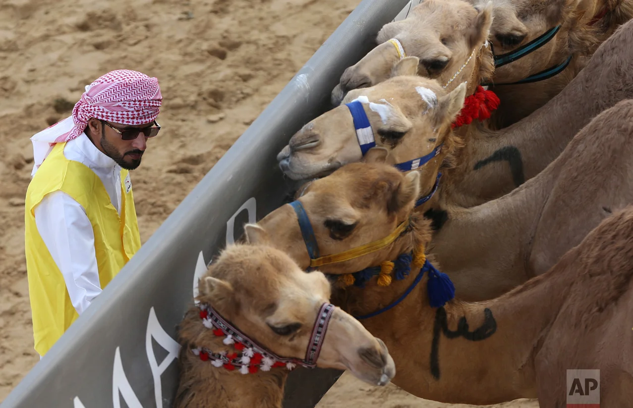 In this Saturday, April 8, 2017 photo, a marshal tries to control the camels behind the start barrier a few seconds ahead of a race at the Al Marmoom Camel Racetrack, in al-Lisaili about 40 km (25 miles) southeast of Dubai, United Arab Emirates. (AP Photo/Kamran Jebreili)