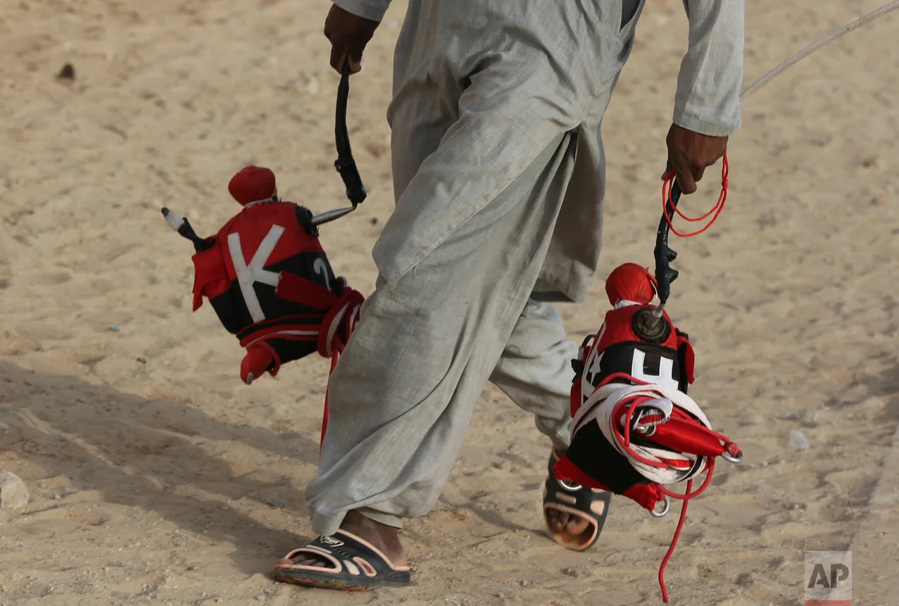 In this Saturday, April 8, 2017 photo, a camel keeper carries robotic jockeys ahead of a race at the Al Marmoom Camel Racetrack, in al-Lisaili about 40 km (25 miles) southeast of Dubai, United Arab Emirates. (AP Photo/Kamran Jebreili)