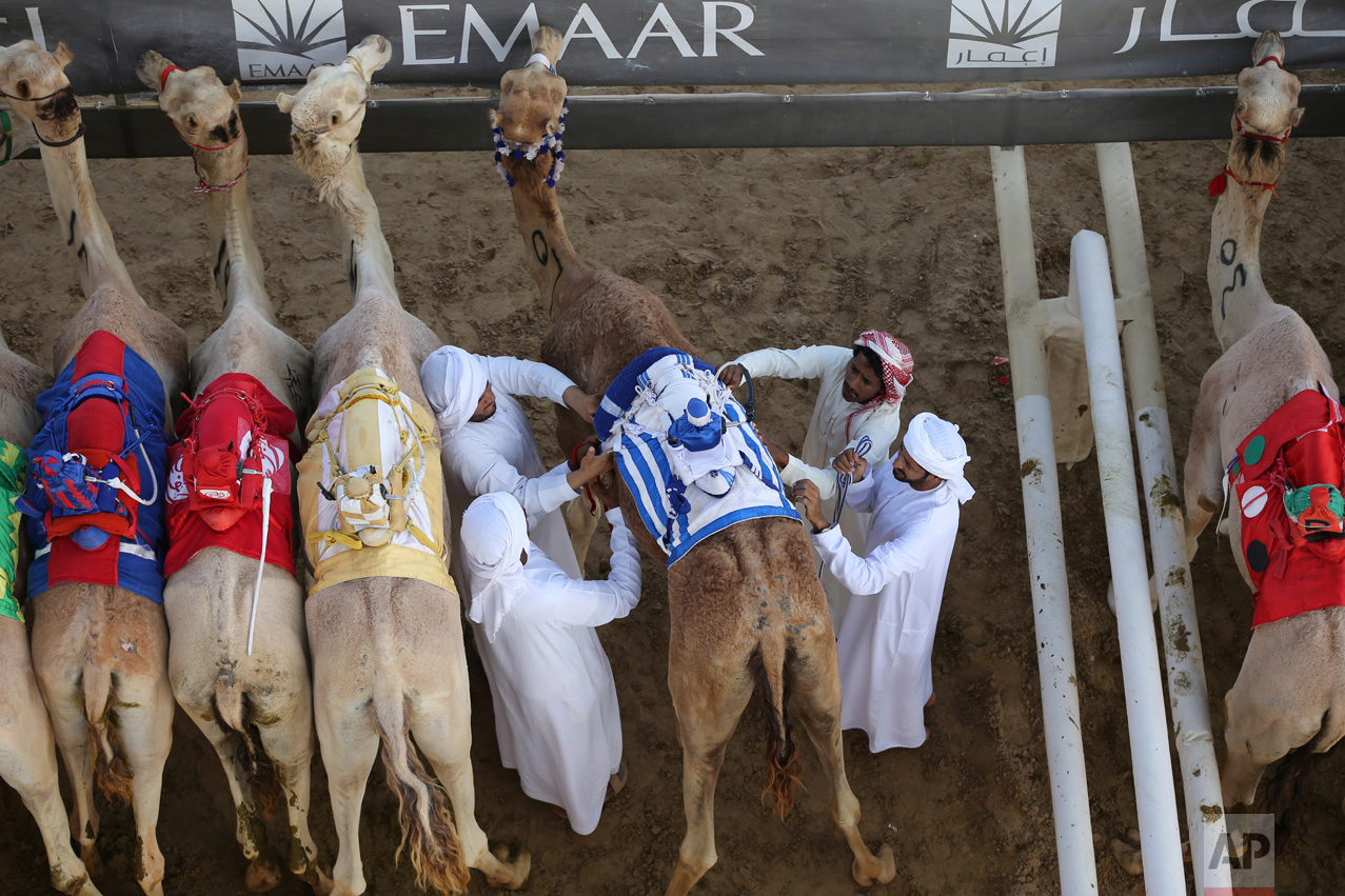 In this Friday, April 14, 2017 photo, camel keepers make final preparation of their camels before the start point of a race at the Al Marmoom Camel Racetrack, in al-Lisaili about 40 km (25 miles) southeast of Dubai, United Arab Emirates. (AP Photo/Kamran Jebreili)