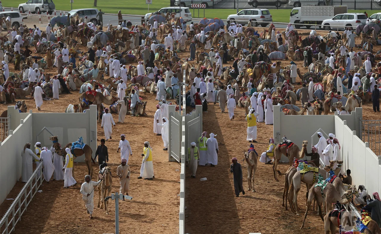 In this Saturday, April 8, 2017 photo, camel keepers bring their camels inside the official racing compound ahead of a race at the Al Marmoom Camel Racetrack, in al-Lisaili about 40 km (25 miles) southeast of Dubai, United Arab Emirates. (AP Photo/Kamran Jebreili)
