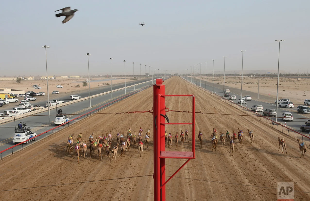 In this Saturday, April 8, 2017 photo, camel owners in their SUVs follow their camels as a race starts at the Al Marmoom Camel Racetrack, in al-Lisaili about 40 km (25 miles) southeast of Dubai, United Arab Emirates. (AP Photo/Kamran Jebreili)