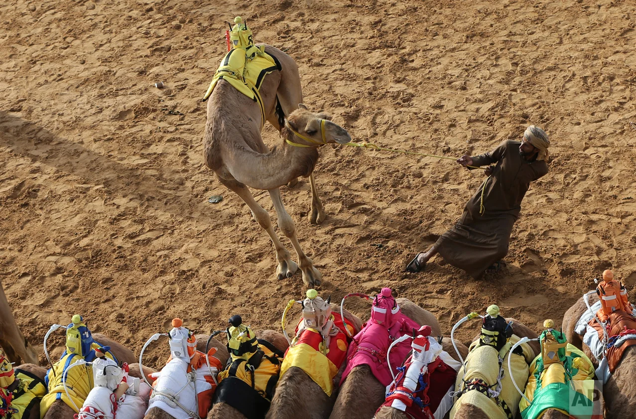 In this Saturday, April 8, 2017 photo, a camel keeper tries to control his camel ahead of a race at the Al Marmoom Camel Racetrack, in al-Lisaili about 40 km (25 miles) southeast of Dubai, United Arab Emirates. (AP Photo/Kamran Jebreili)