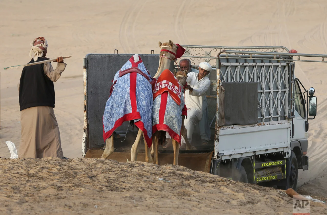 In this Saturday, April 8, 2017 photo, keepers try to load two camels on a truck at the Al Marmoom Camel Racetrack, in al-Lisaili about 40 km (25 miles) southeast of Dubai, United Arab Emirates. (AP Photo/Kamran Jebreili)