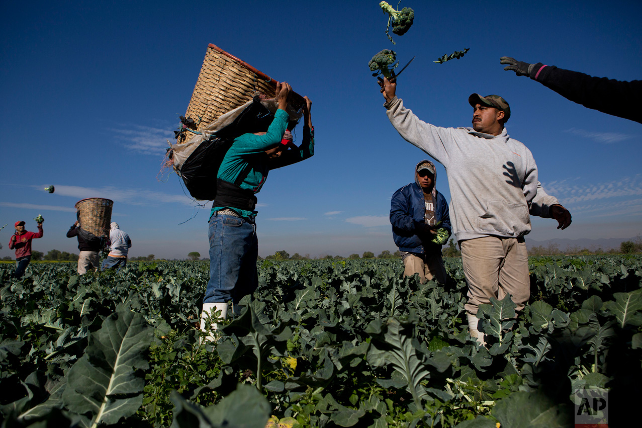 In this April 1, 2017 photo, day laborers harvest broccoli grown with wastewater, near Mixquiahuala, Hidalgo state, Mexico. Farmers in the Mezquital Valley use untreated sewage from Mexico City to water and fertilizer their crops. "Our life comes from these waters. It is the sustenance," says farmer Don Justino Lopez of Tepatepec. (AP Photo/Rebecca Blackwell)