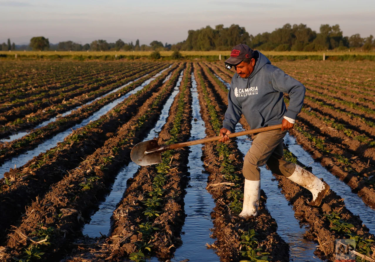 In this April 1, 2017 photo, a farm worker irrigates black bean plants with wastewater near Tepatepec, Hidalgo state, Mexico. Rather than welcoming the prospect of cleaner water, farmers are demanding the government honor an 1895 presidential decree granting them the right to the capital's untreated sewage, which they see as fertilizer-rich, if foul, irrigation water.(AP Photo/Rebecca Blackwell)