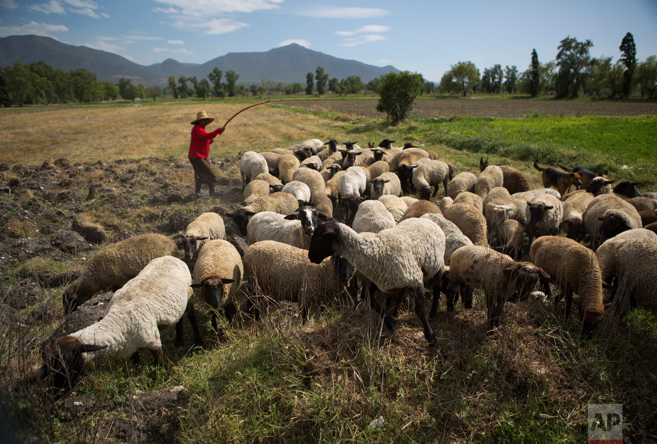 In this April 1, 2017 photo, a herder guides her sheep as they graze on the stubs of cut grain crops in the Otomi village of Dengantzha, near Tepatepec, Hidalgo state, Mexico. The semi-arid Mezquital valley, traditionally inhabited by the indigenous Otomi people, was named for the mesquite trees that grew there along with cactus before wastewater irrigation arrived. (AP Photo/Rebecca Blackwell)