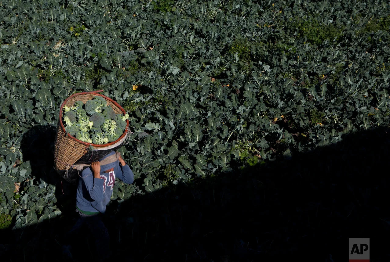 In this April 1, 2017 photo, a day laborer hauls a load of broccoli to a truck during harvest, near Mixquiahuala, Hidalgo state, Mexico. Most of the crops grown in the valley are low risk to humans: alfalfa, for example, is used for animal feed; and corn grows several feet above the water in protective husks. But there are also plots of prohibited, ground-hugging produce such as cauliflower, broccoli and cilantro. (AP Photo/Rebecca Blackwell)