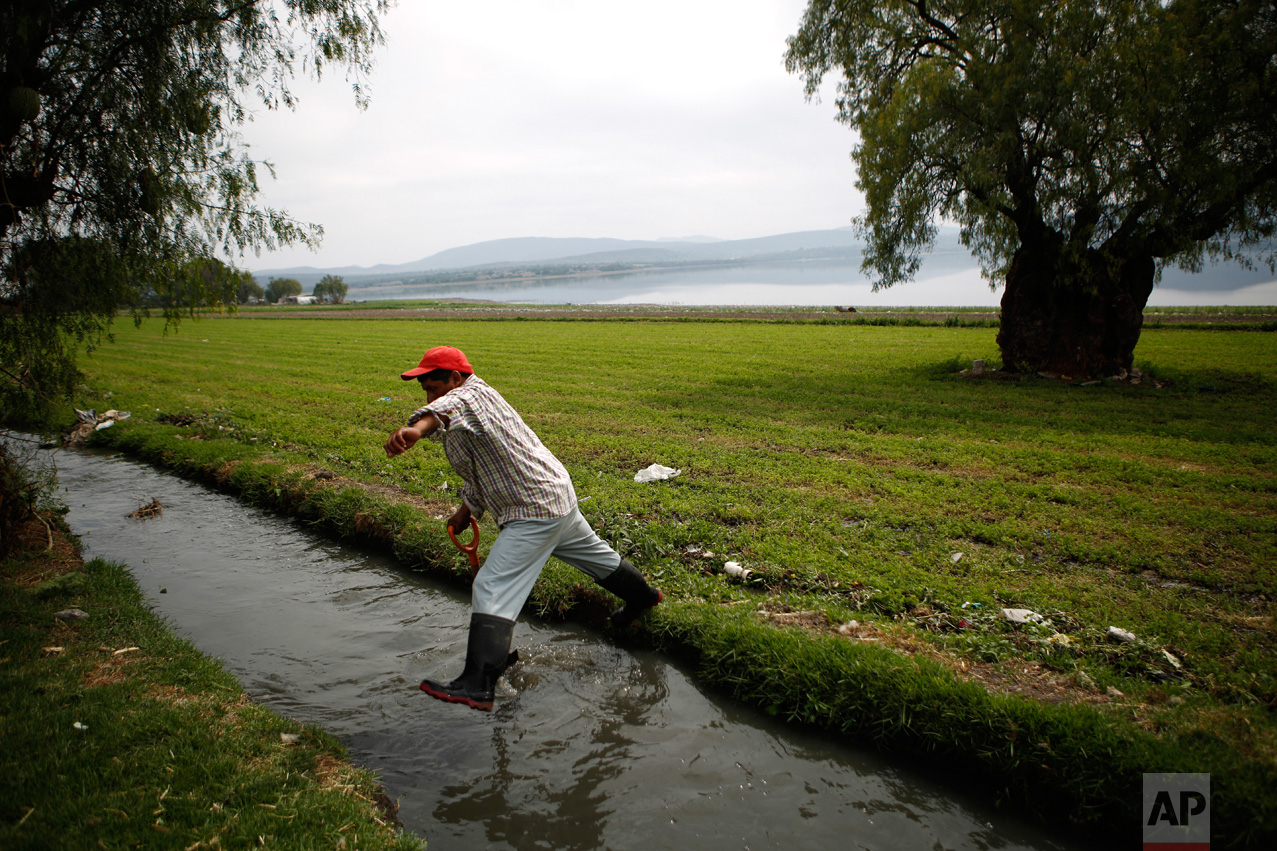 In this March 31, 2017 photo, Fernando Sanchez, jumps over a wastewater canal after irrigating an alfalfa field on the banks of the Endho reservoir north of Tula, Hidalgo state, Mexico. "My grandparents went with a pickaxe and a shovel opening the canals," said Teresa Alvarez, a 69-year-old grandmother who farms alfalfa, corn and wheat in the town of Tepatepec. "So it's not fair that all of a sudden they are taking away the waters, and we are going to fight." (AP Photo/Rebecca Blackwell)
